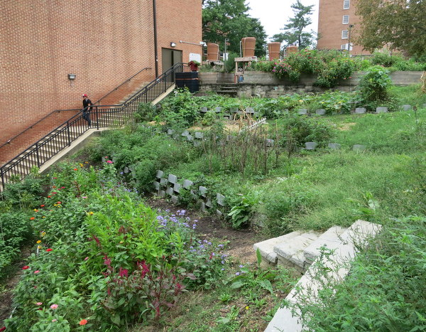 teaching garden on U. Maryland College Park campus